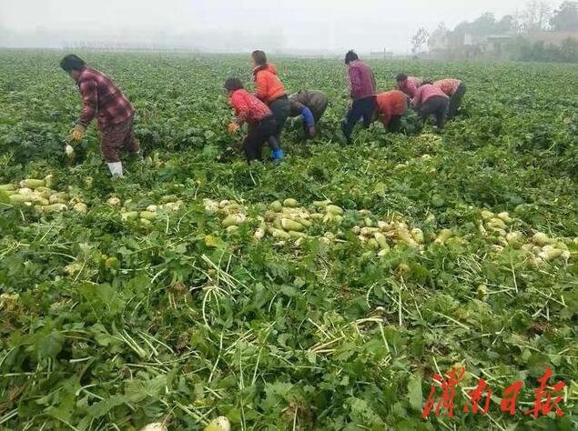 渭南车雷小区改造最新（渭南车雷小区改造进展速递）