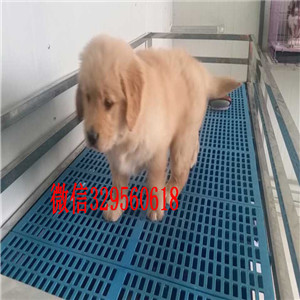 骨沙犬出售最新信息，“最新骨沙犬贩售资讯”