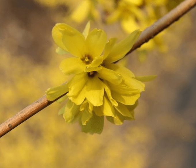 生肖本命带绿花是指什么生肖｜探索与利用的资源宝库