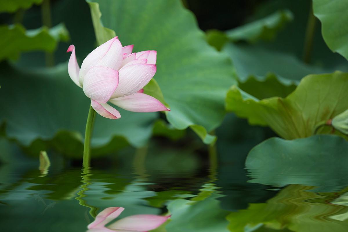 出水芙蓉指什么生肖,状况评估解析说明