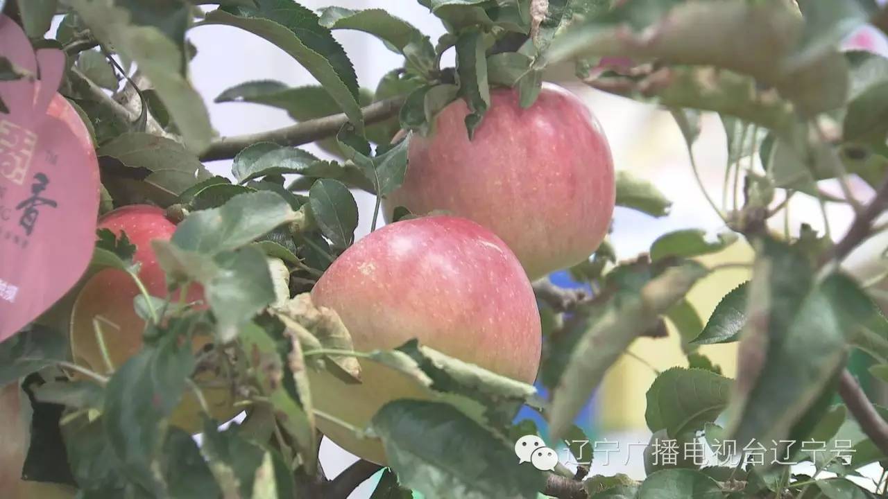 “辽宁寒富苹果近期售价揭晓”